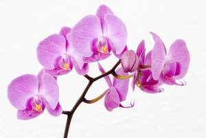 Orchid-Flowers